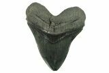 Serrated, Fossil Megalodon Tooth - South Carolina #383187-1